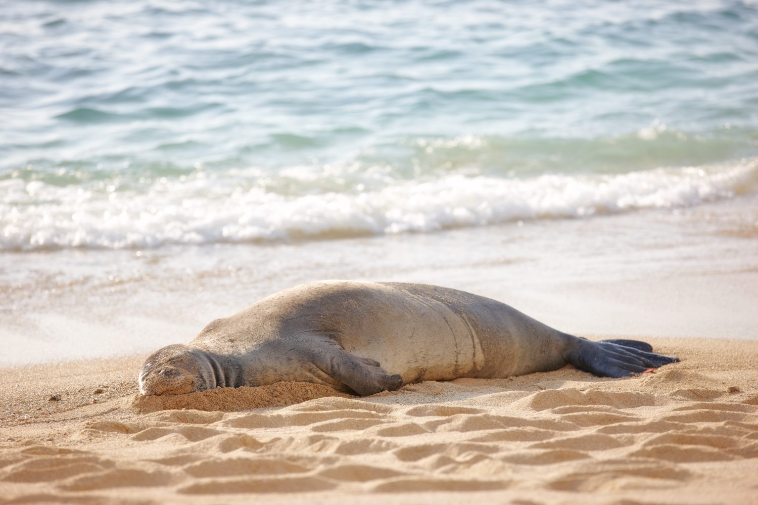 Seal resting on a sandy beach by the ocean's edge.