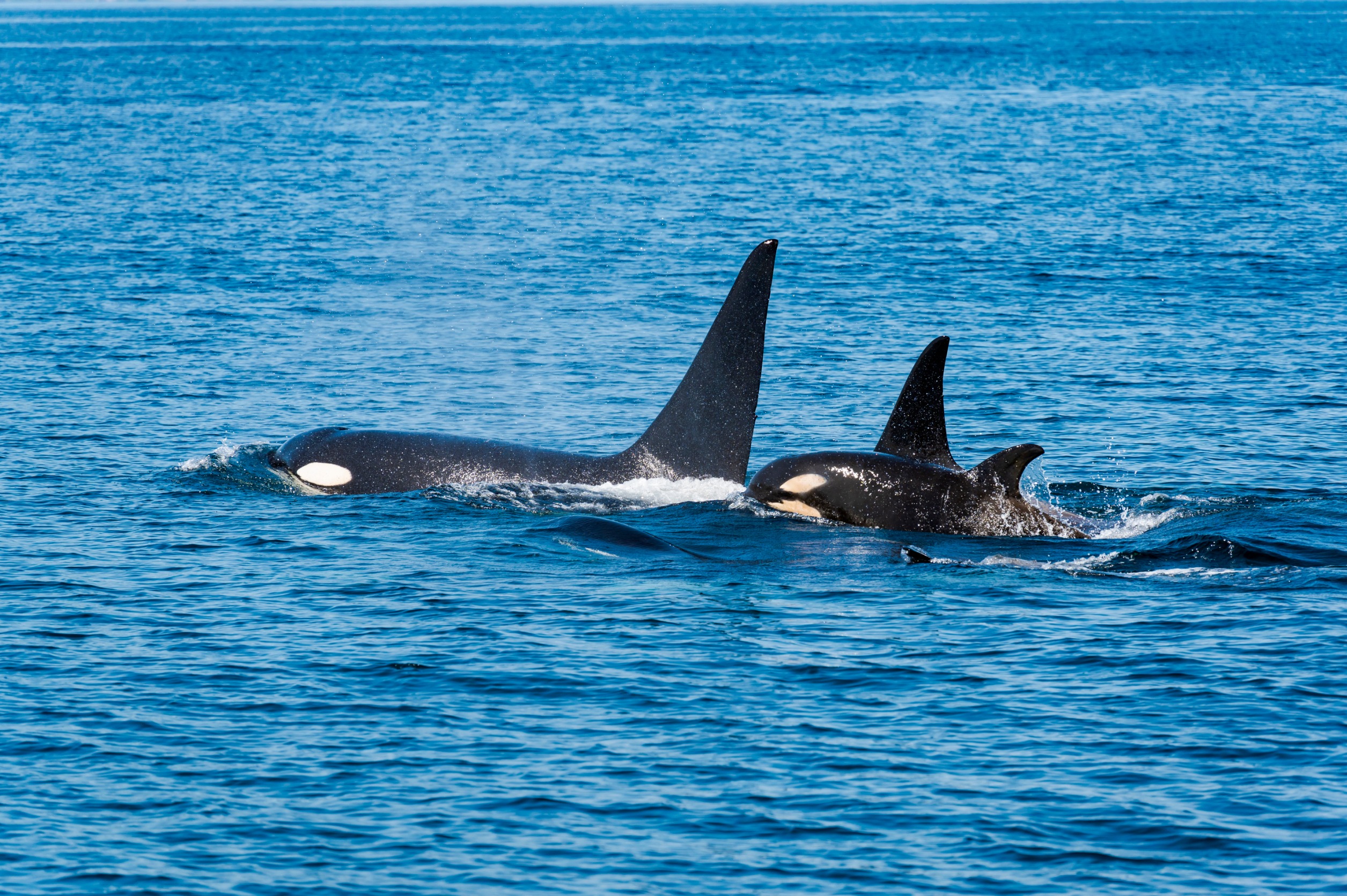 orcas swimming in a body of water