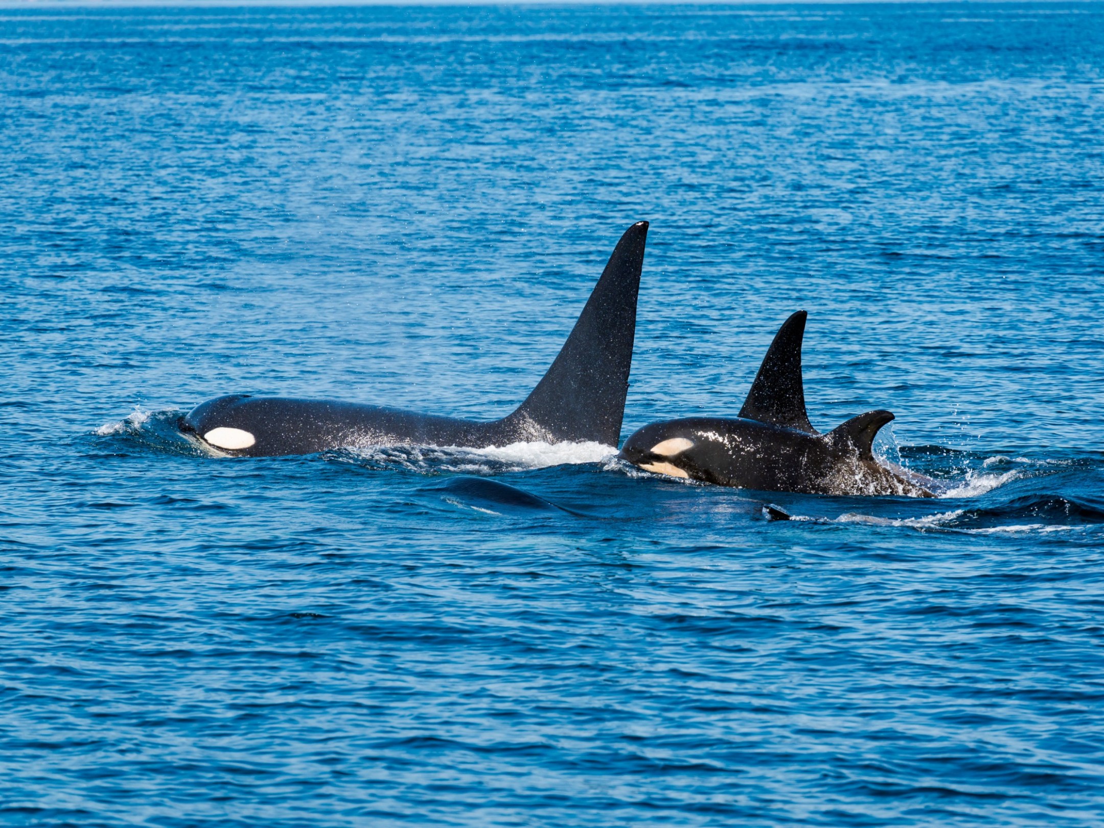 a whale swimming in a body of water