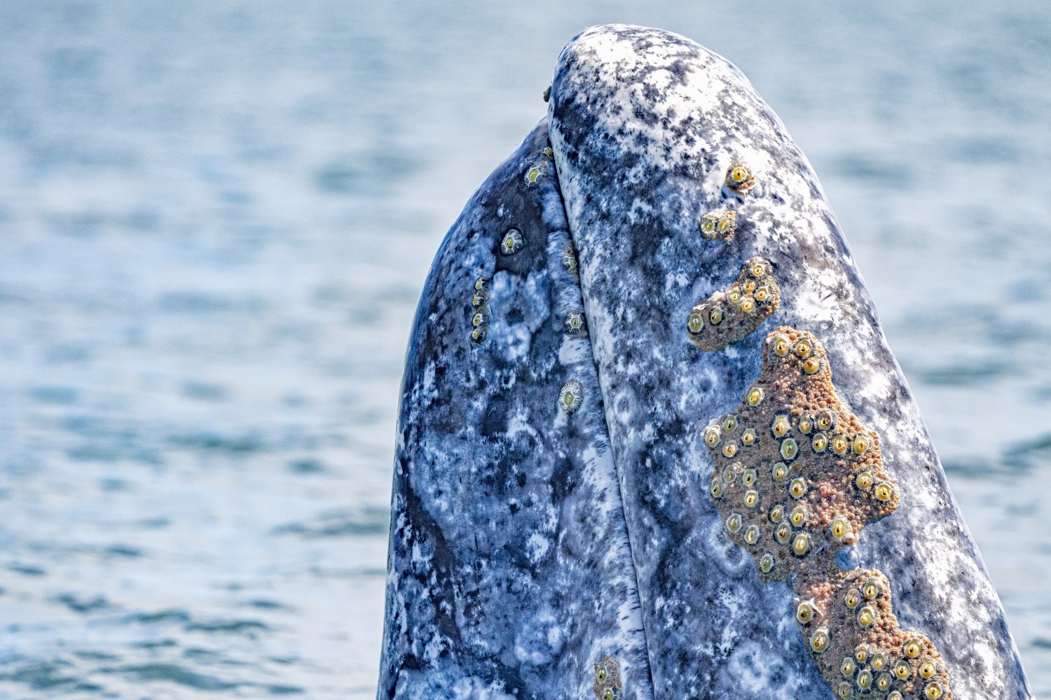 whale lifespan