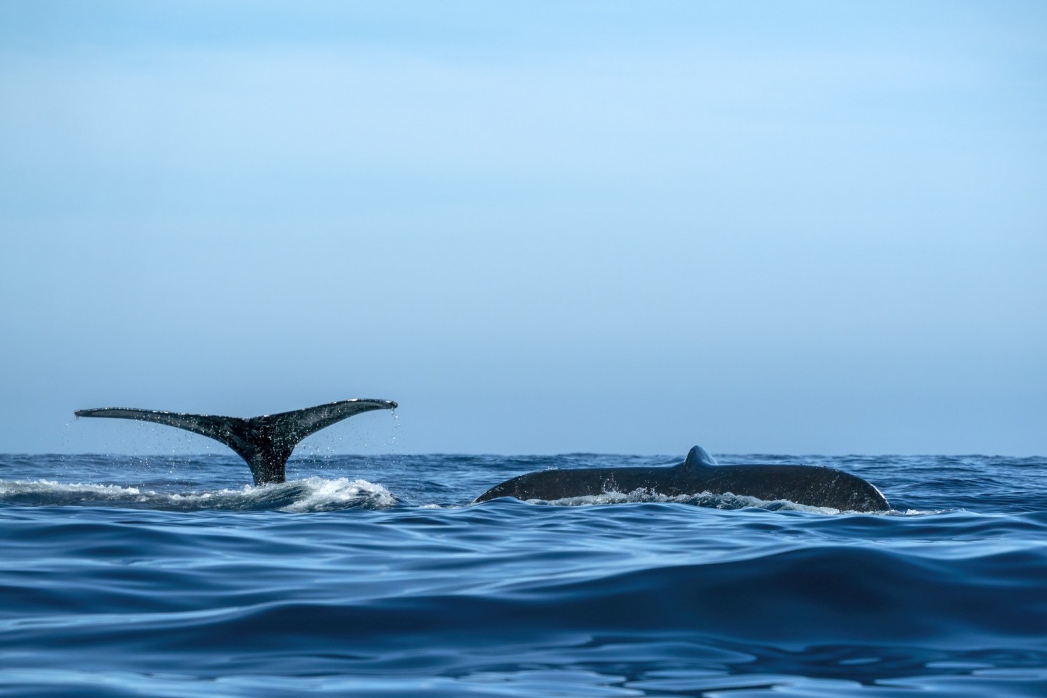two whale tails 
