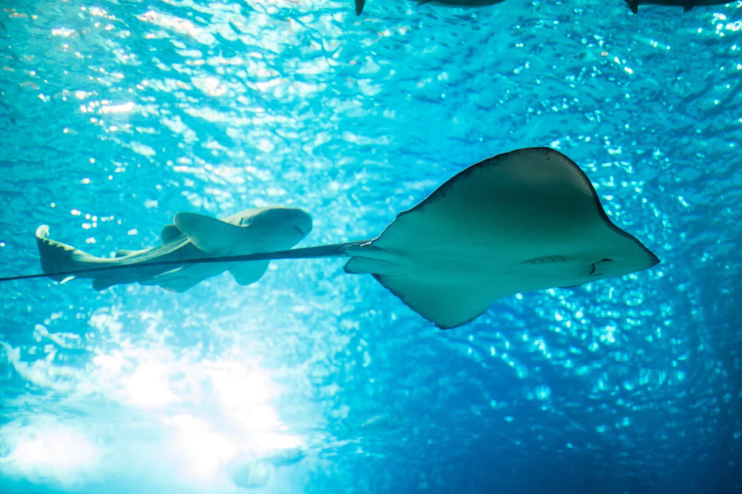 Underwater view of a stingray and a shark swimming in clear blue water.
