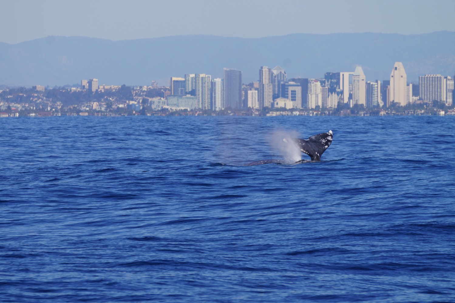 Whale breaching out of water with a city skyline in the background.