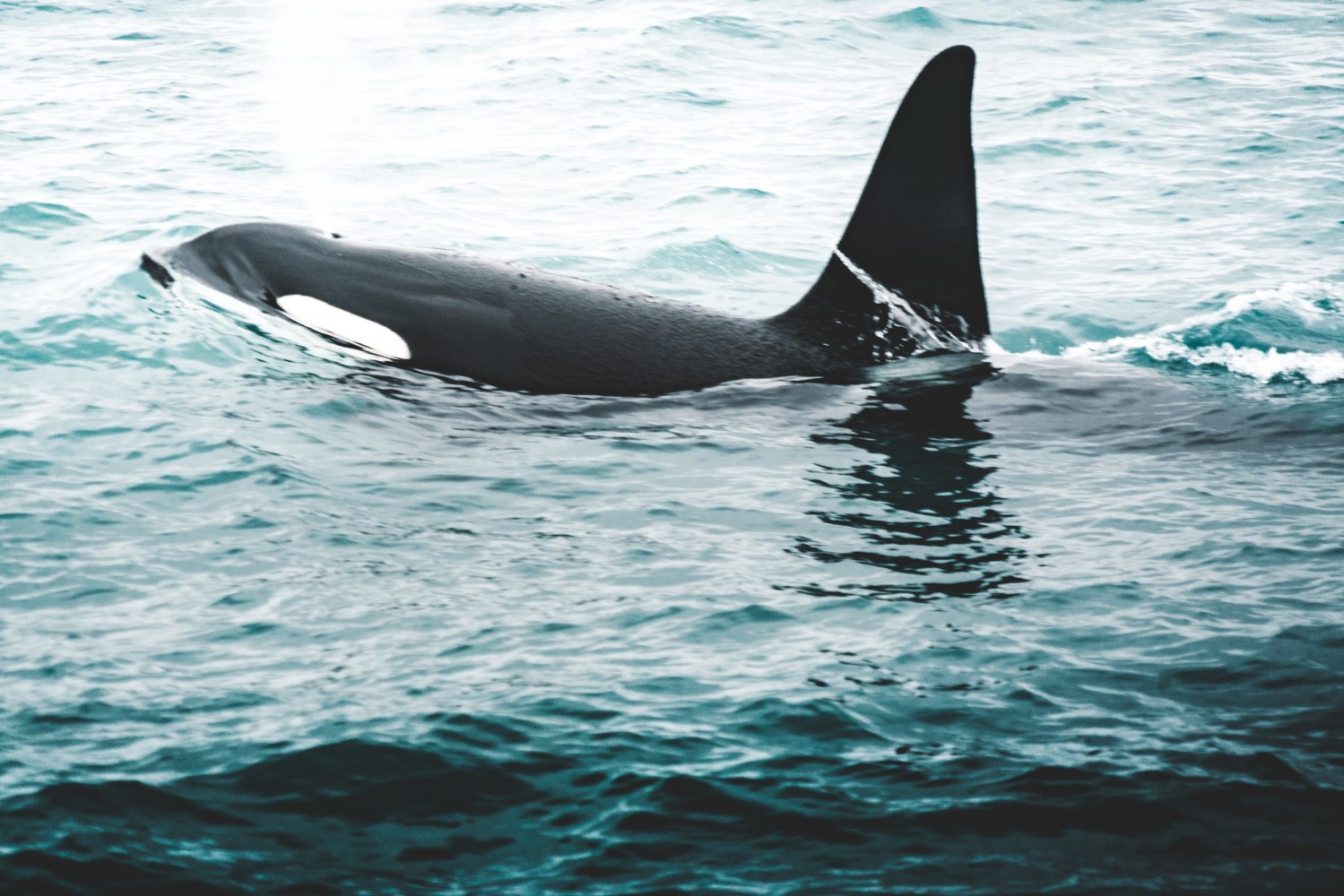 orca whale swimming in ocean
