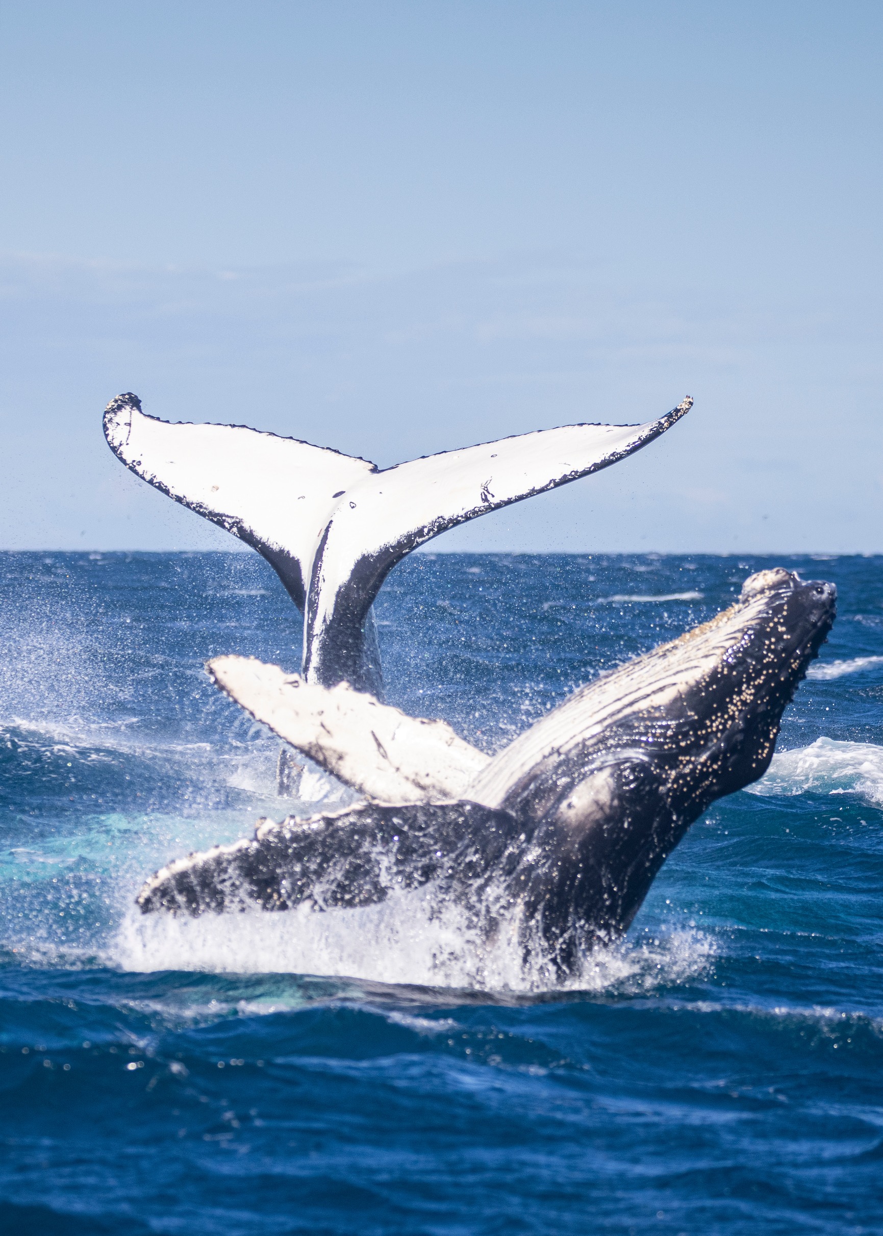 Whale watching San Diego