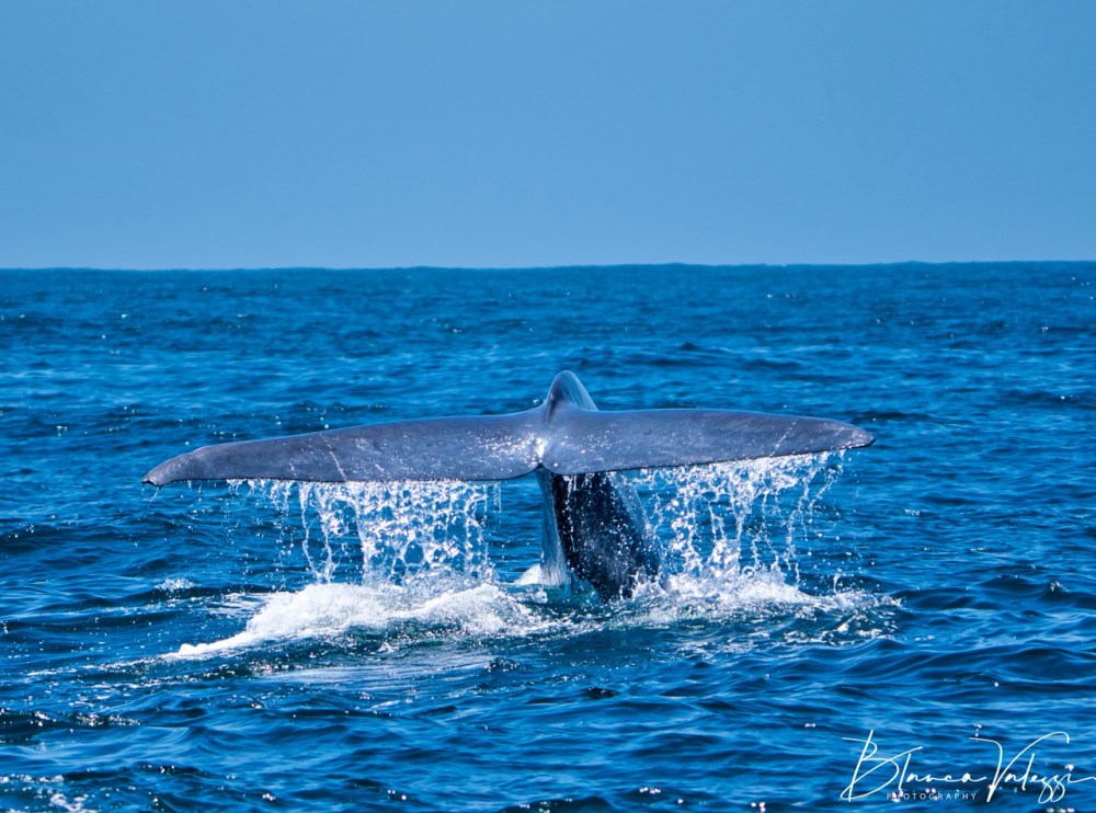 Blue Whale tail above ocean surface, splashing water under clear blue sky.