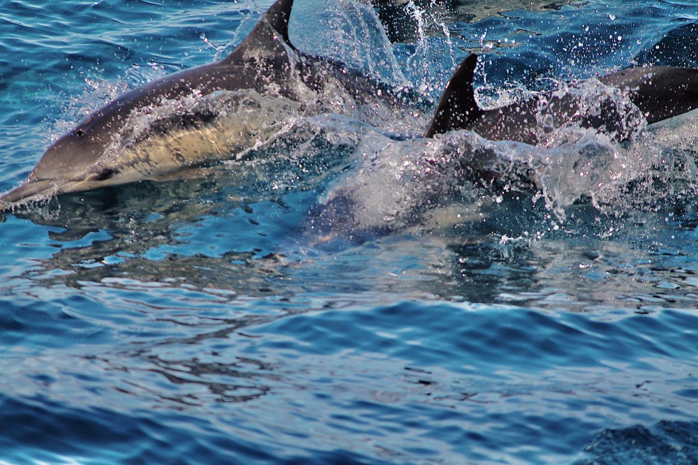 Dolphins jumping and splashing in the ocean water.