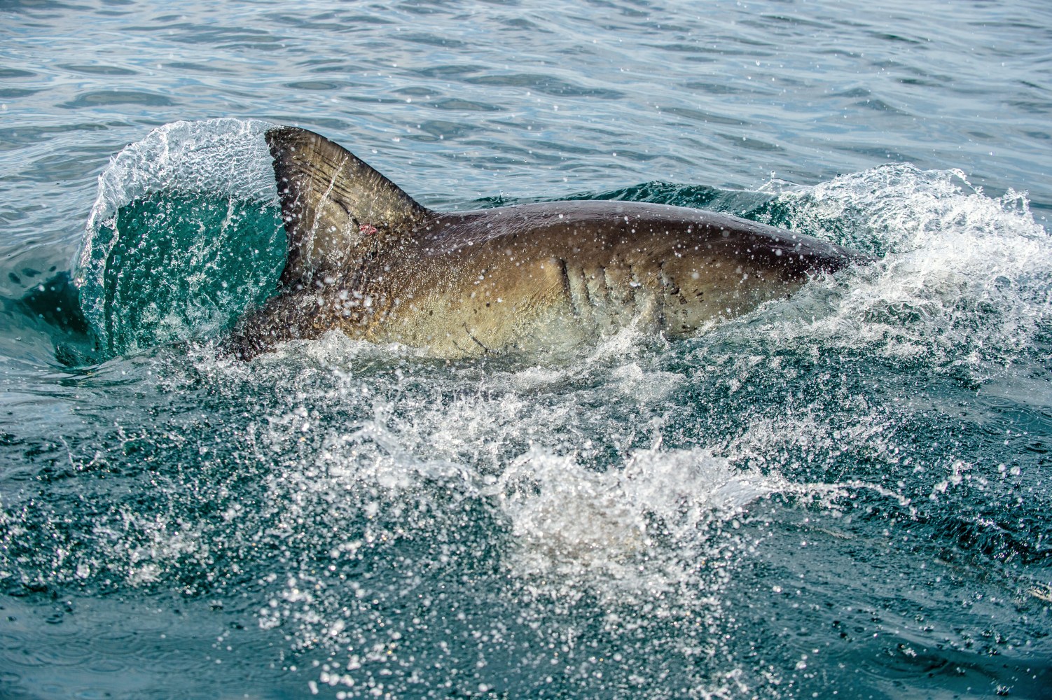 Shark fin cutting through ocean water with splashes around.