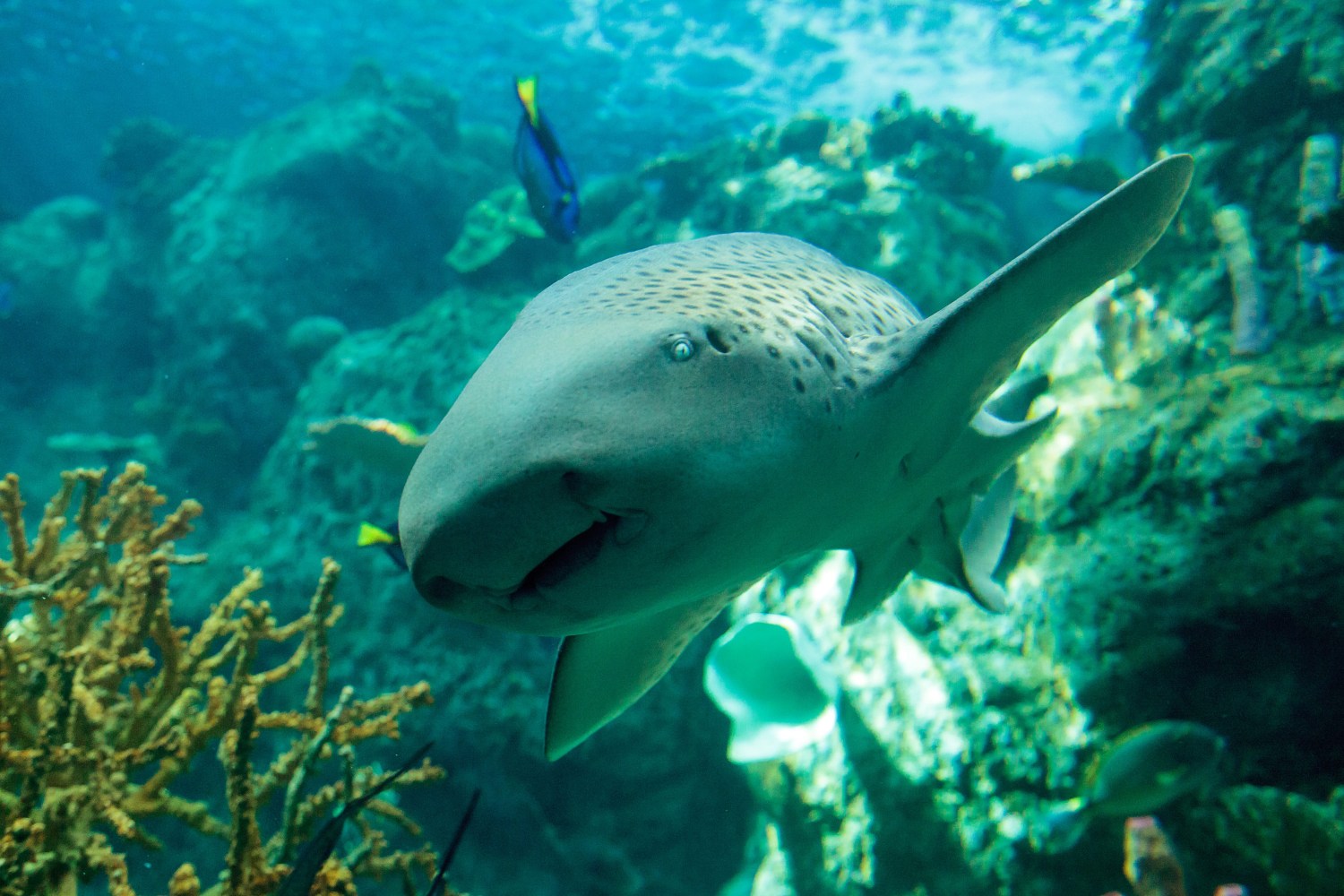 A leopard shark swimming near coral in a clear blue underwater scene.