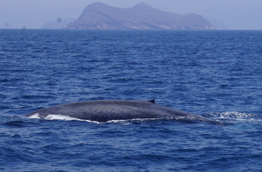 A whale's back visible in the ocean near a distant island.