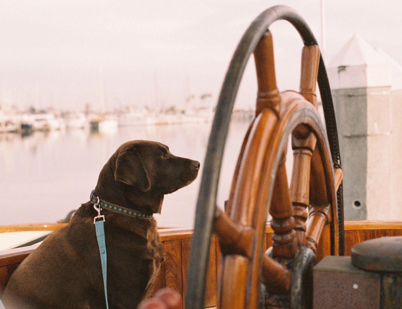 Dog sitting next to a ship's wheel on a boat with water in the background.