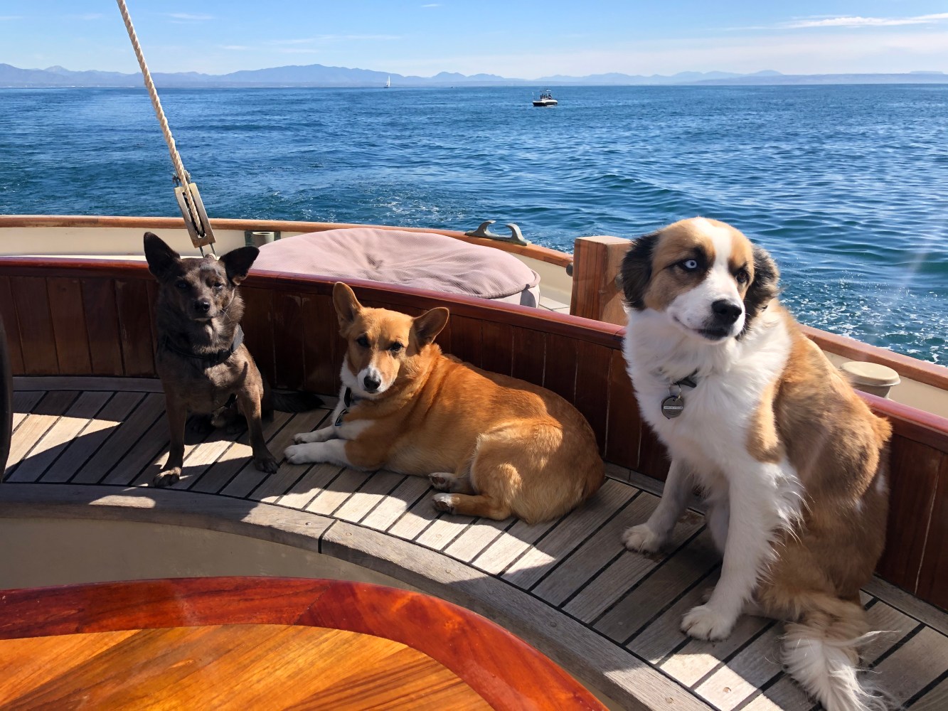Three dogs relaxing on a sailboat deck with ocean in the background.