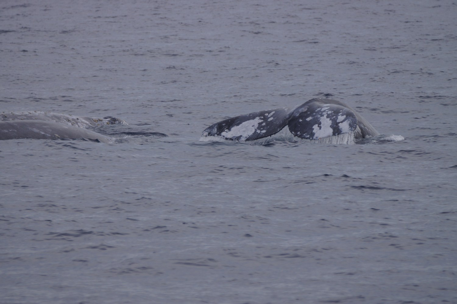 Gray whale fluke above water in the ocean, partially submerged.