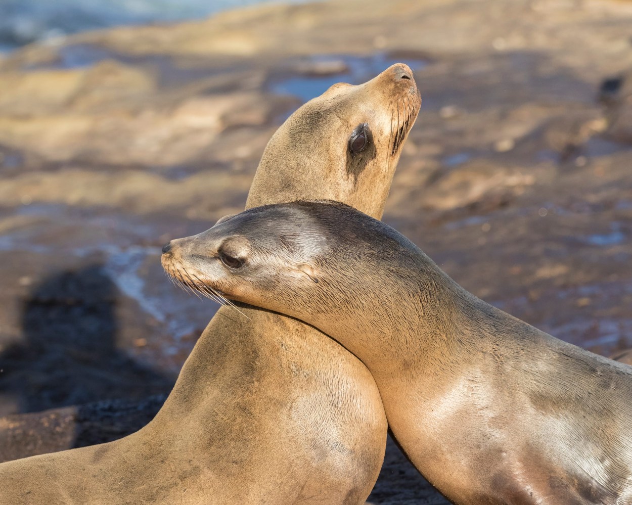 Two sea lions resting together on rocks in sunlight.