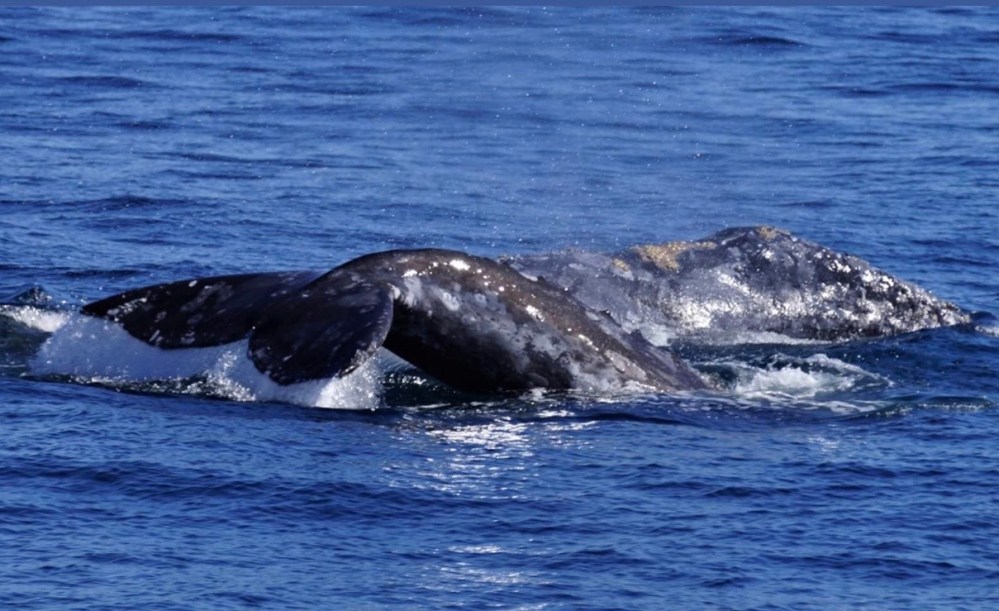 a whale jumping out of the water