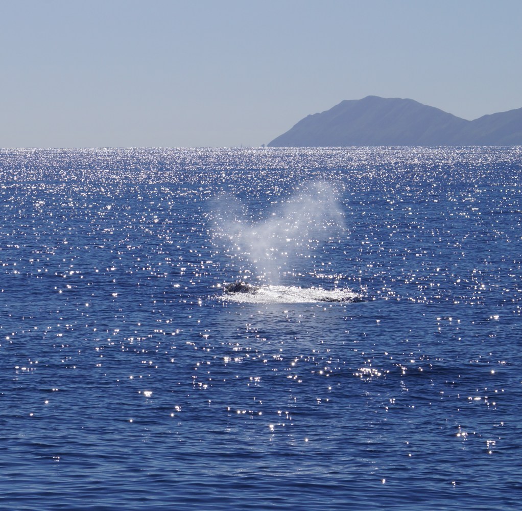 a whale's spout coming up over the water