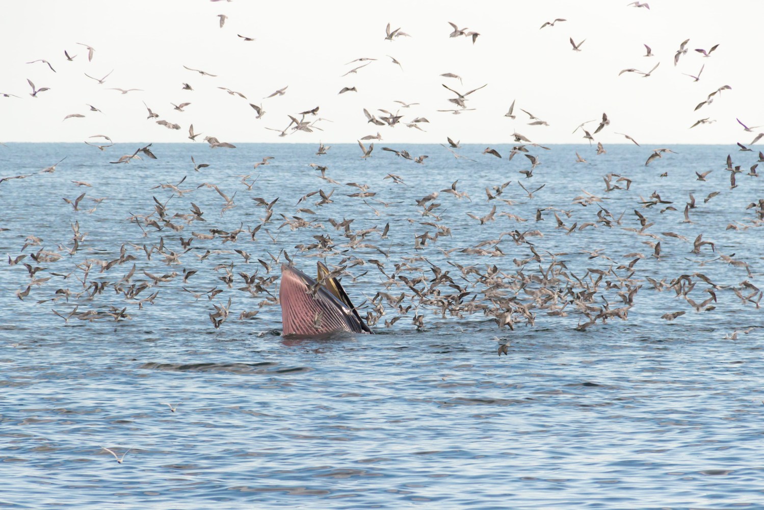 Whale breaching amid a flock of birds over the ocean surface.