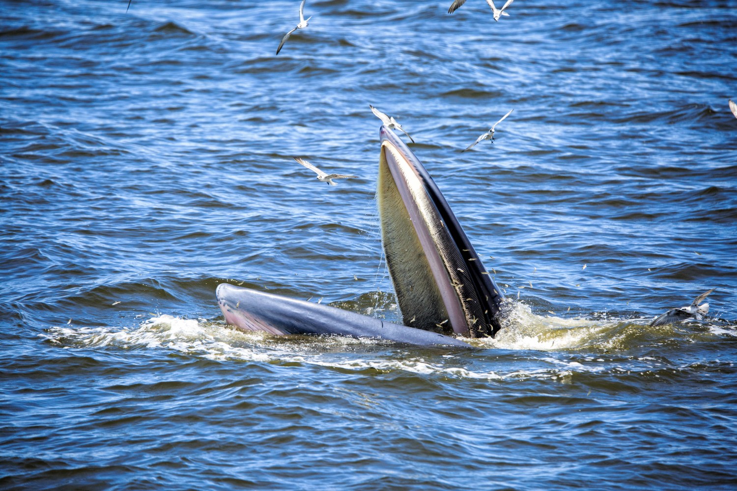 Whale surfaces with mouth open in ocean, surrounded by seagulls.