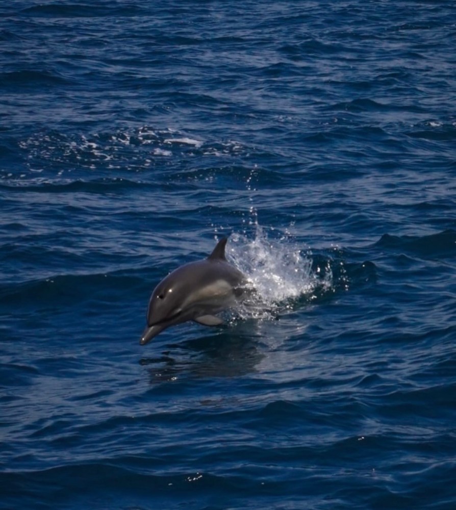 Dolphin jumping out of dark blue ocean water.