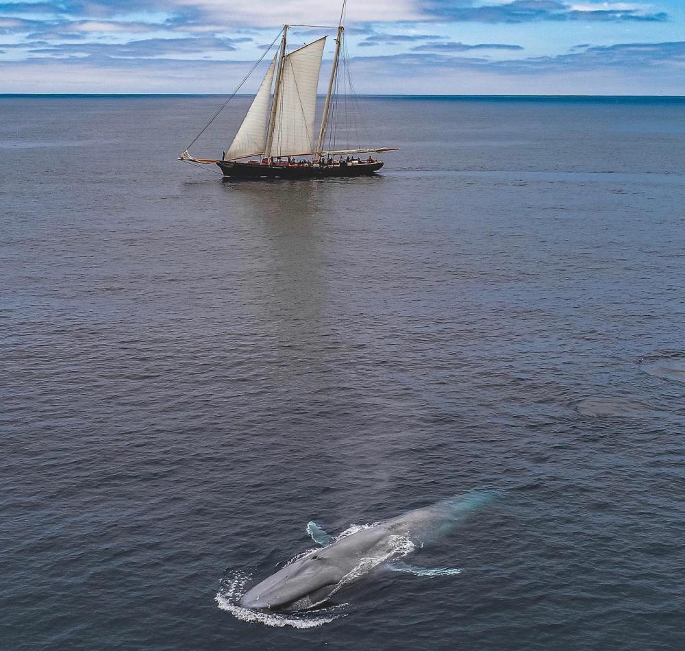 Sailboat on ocean with whale surfacing nearby under cloudy sky.
