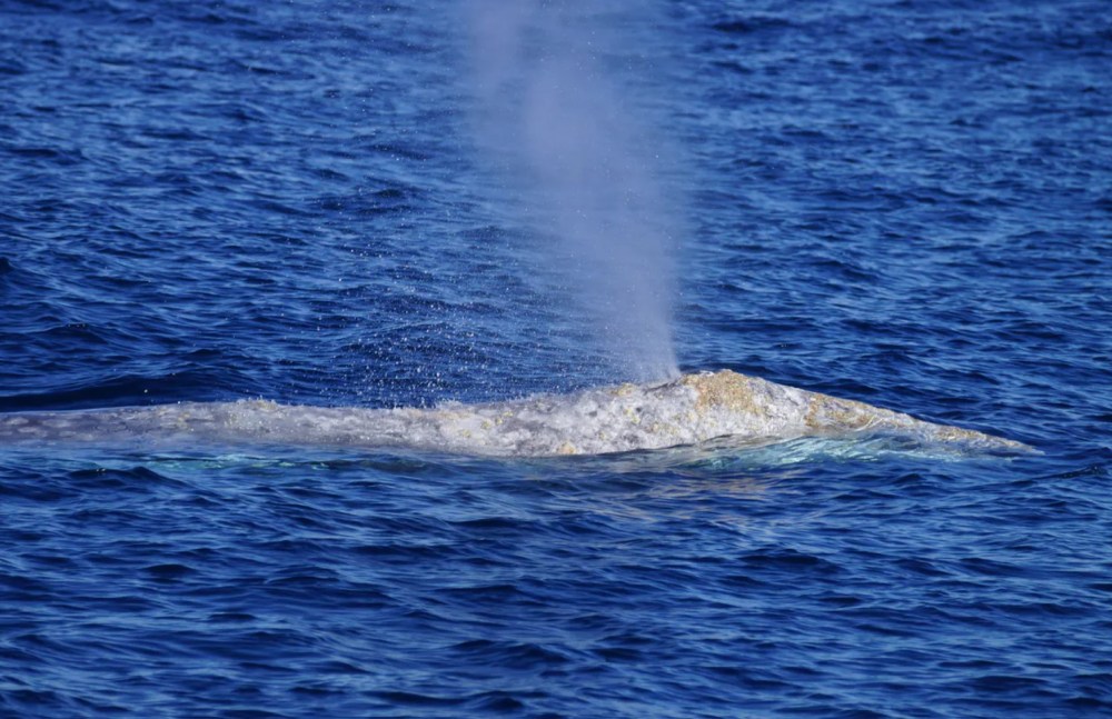 Surfacing whale spouting water in the ocean.