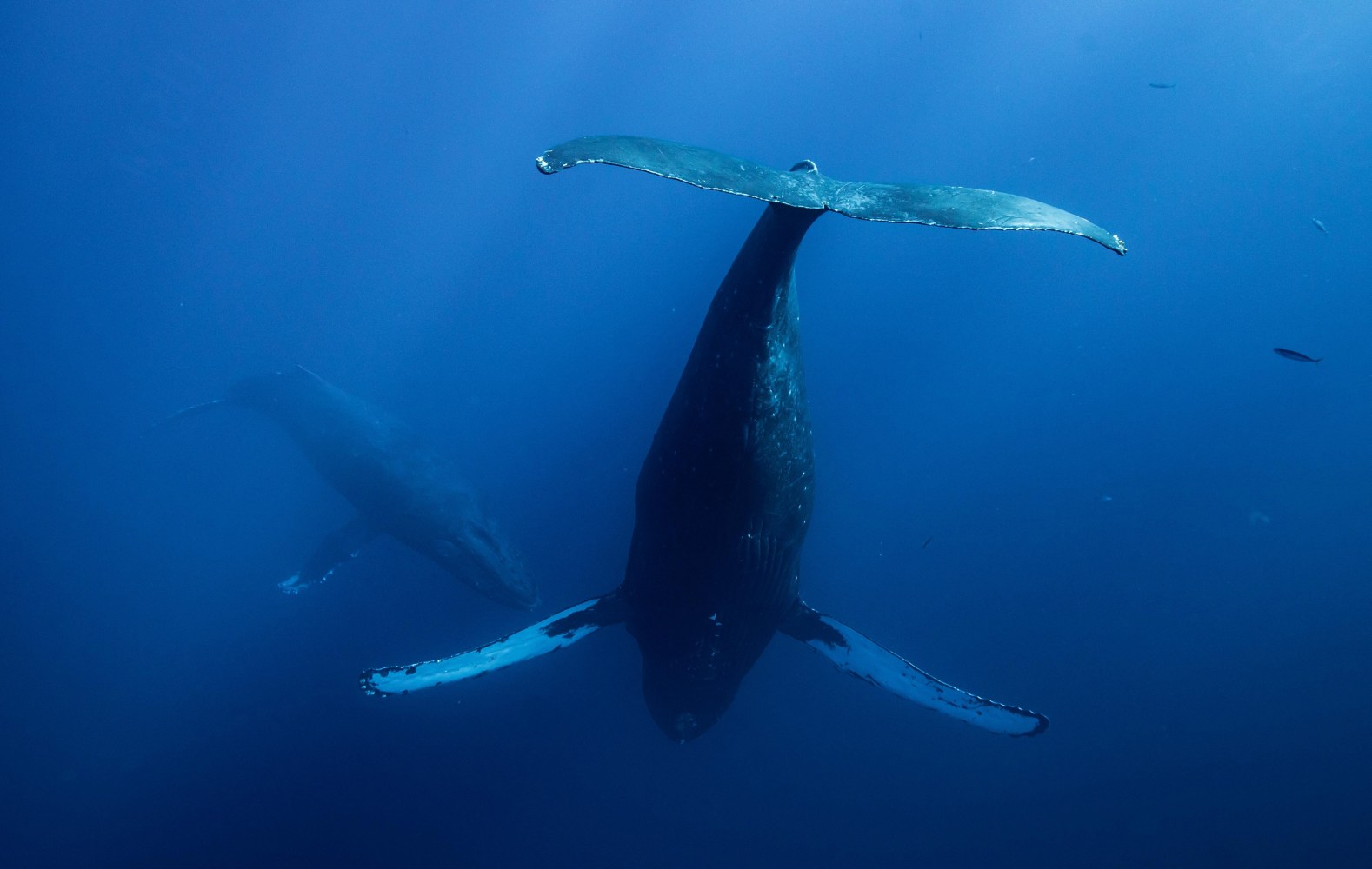 Two humpback whales swimming underwater in deep blue ocean
