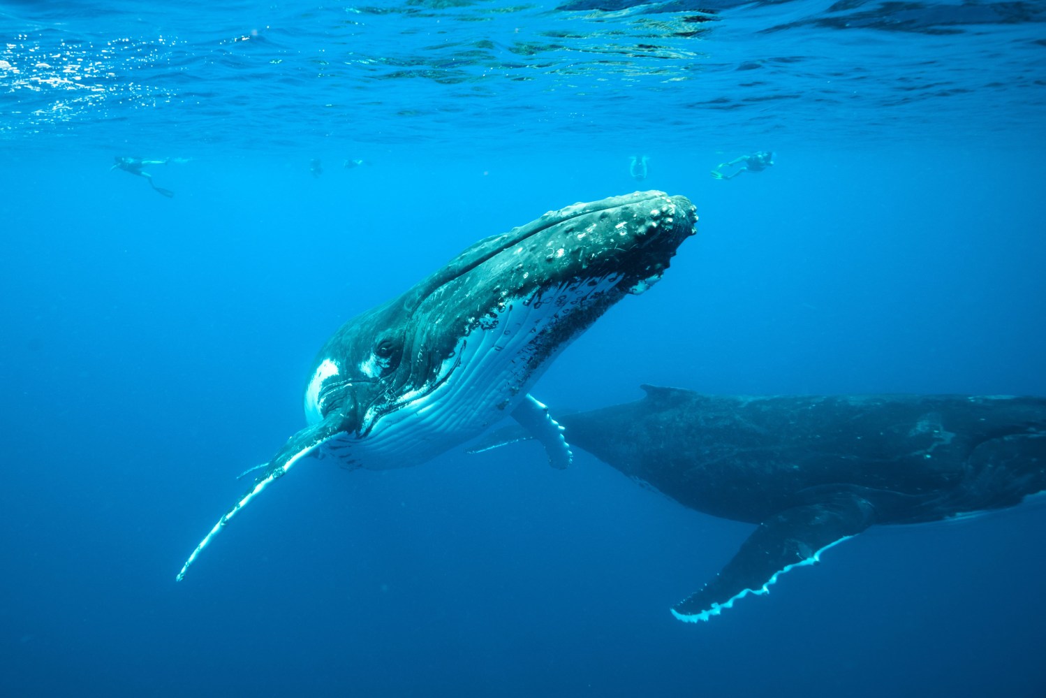 Underwater view of two humpback whales swimming with divers nearby.