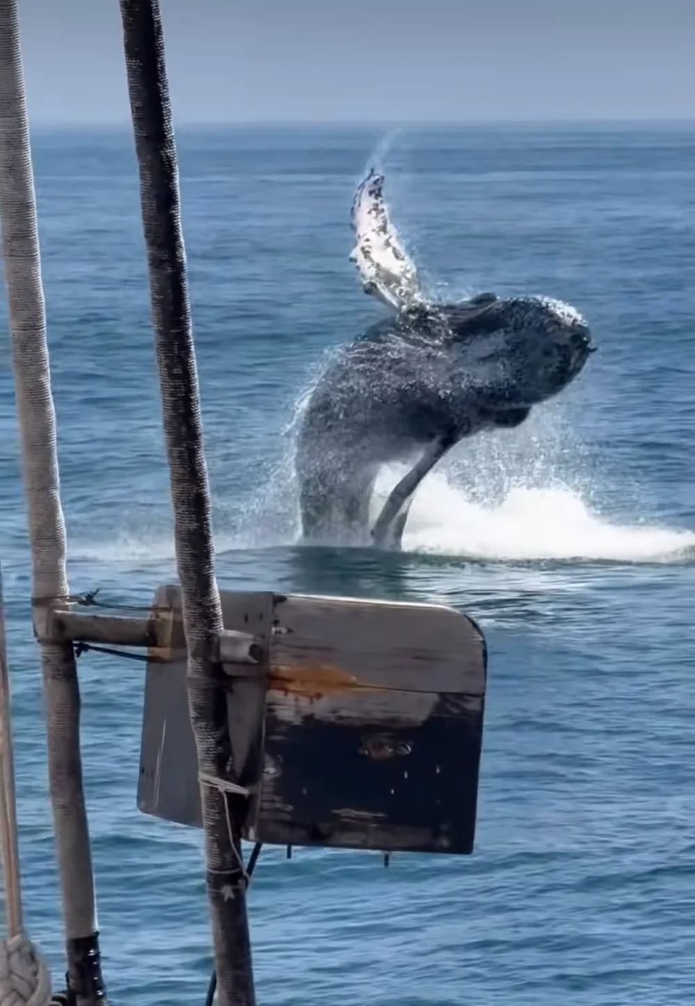 humpack whale breaching water near a boat with ocean background.