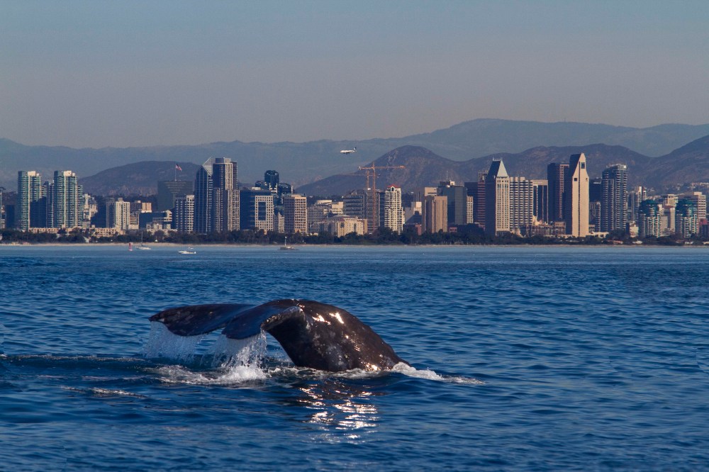 Whale tail above ocean water with city skyline in the background.