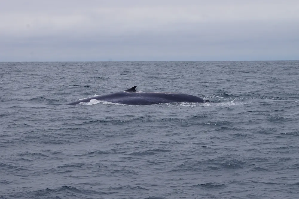 Whale surfacing in the ocean under a cloudy sky.