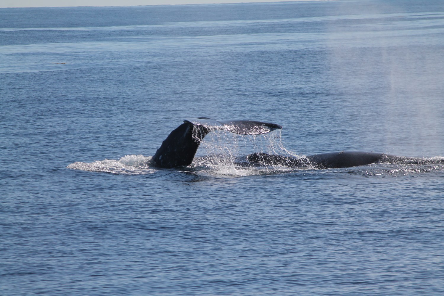 Whale tail emerging from ocean water, splashing.