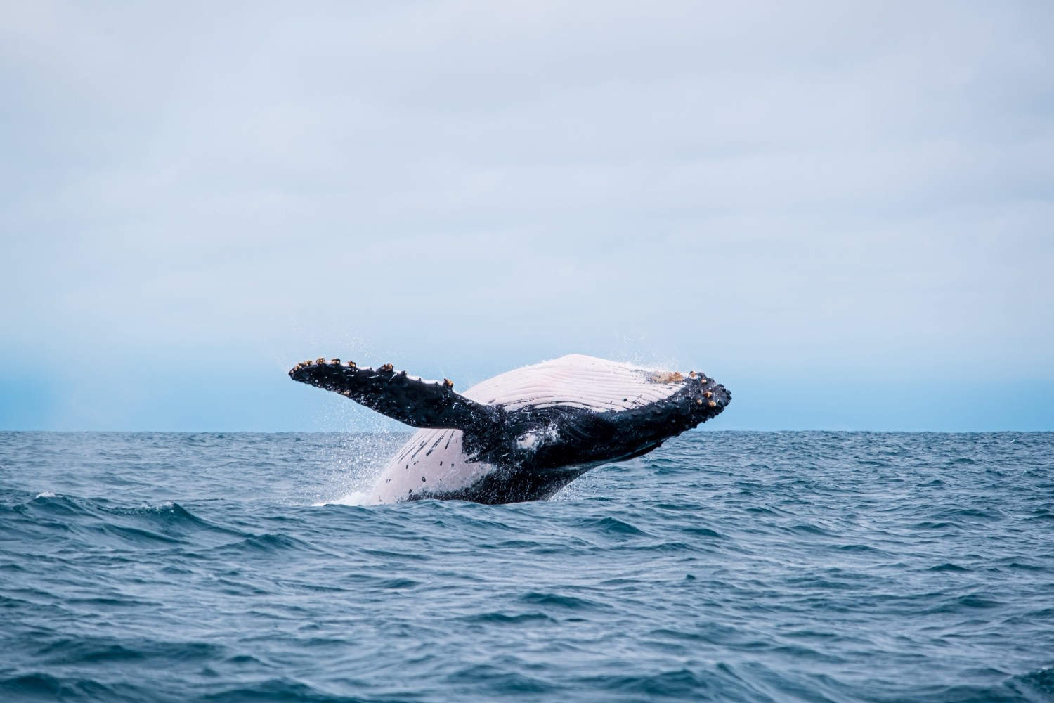 Humpback whale breaching above ocean surface under cloudy sky.