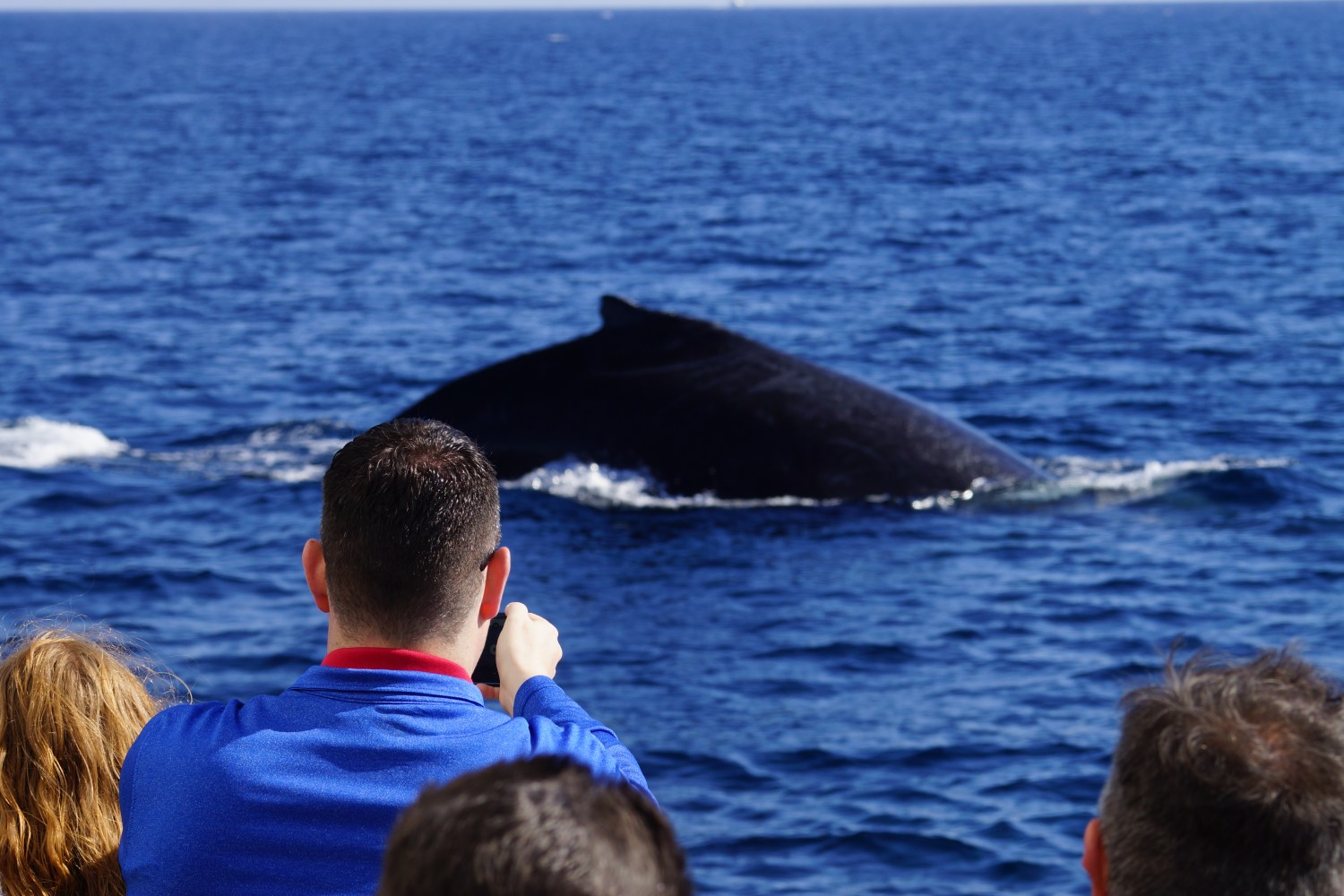 People on a boat watching a whale in the ocean.